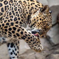 Persischer Leopard