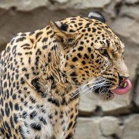 Persischer Leopard