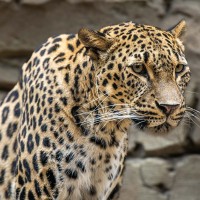 Persischer Leopard