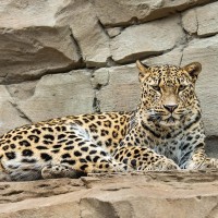 Persischer Leopard