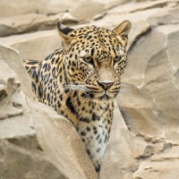 Persischer Leopard