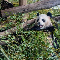 Gro&szlig;er Panda