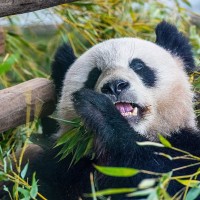 Gro&szlig;er Panda