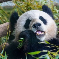 Gro&szlig;er Panda