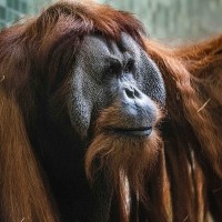 Orang Utan