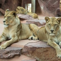 Asiatischer L&ouml;we