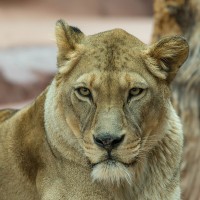 Asiatischer L&ouml;we