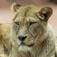 Asiatischer L&ouml;we