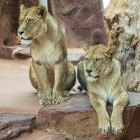 Asiatischer L&ouml;we