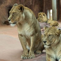 Asiatischer L&ouml;we