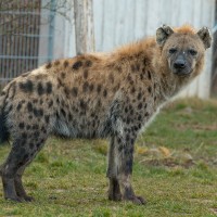 T&uuml;pfel-Hy&auml;ne