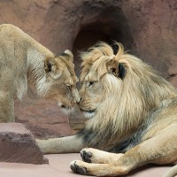 Asiatischer L&ouml;we