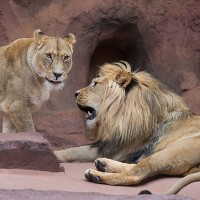 Asiatischer L&ouml;we