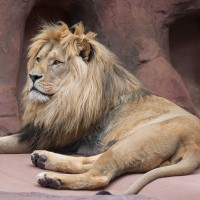 Asiatischer L&ouml;we