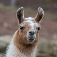 Lama
