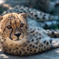 Gepard