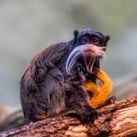 Kaiserschnurrbarttamarin