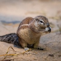 Kap-Borstenh&ouml;rnchen