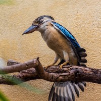 Blaufl&uuml;gelkookaburra, Haubenliest