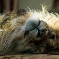 Asiatischer L&ouml;we