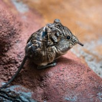 Kurzohr-R&uuml;sselspringer