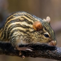 Vielstreifengrasmaus