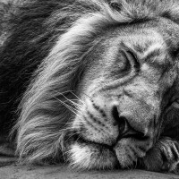 Asiatischer L&ouml;we