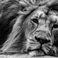 Asiatischer L&ouml;we