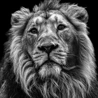 Asiatischer L&ouml;we