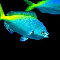 Hochr&uuml;ckerf&uuml;silier