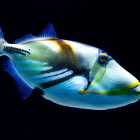 Picasso-Dr&uuml;ckerfisch