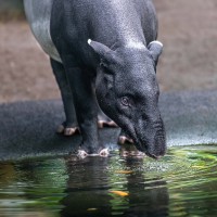 Schabracken-Tapir