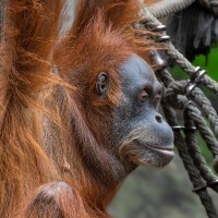 Orang Utan