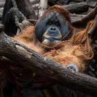 Orang Utan