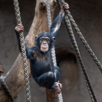 Schimpanse