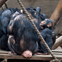 Schimpanse