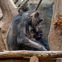 Schimpanse