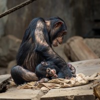 Schimpanse