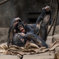 Schimpanse