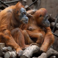 Orang Utan