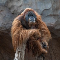 Orang Utan
