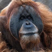 Orang Utan