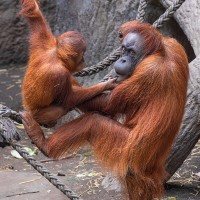 Orang Utan