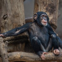 Schimpanse