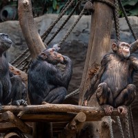 Schimpanse