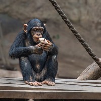 Schimpanse