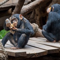 Schimpanse