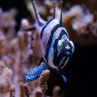 Banggai-Kardinalbarsch