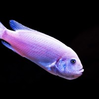 Kobalt-Zebrabuntbarsch