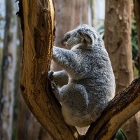 Koala